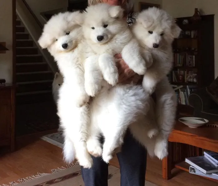 Hands Full Of Fluff