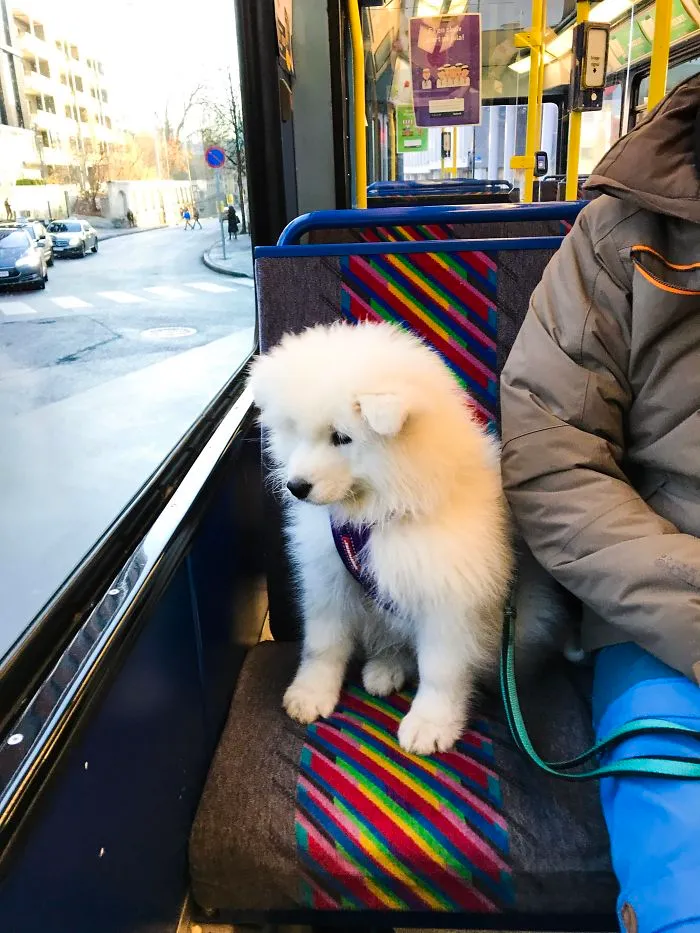 My 11 Week Old Sammie Taking The Tram For The Frist Time