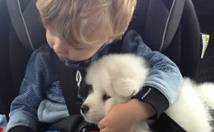 If These 302 Samoyed Photos Don't Make You Smile, Nothing Will