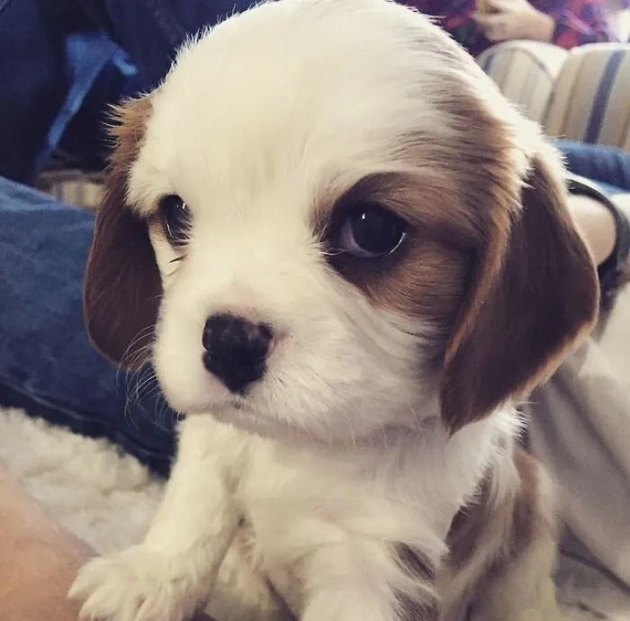 My Cavalier King Charles Spaniel Puppy. 3-Weeks-Old And The Cutest Little Guy Ever!