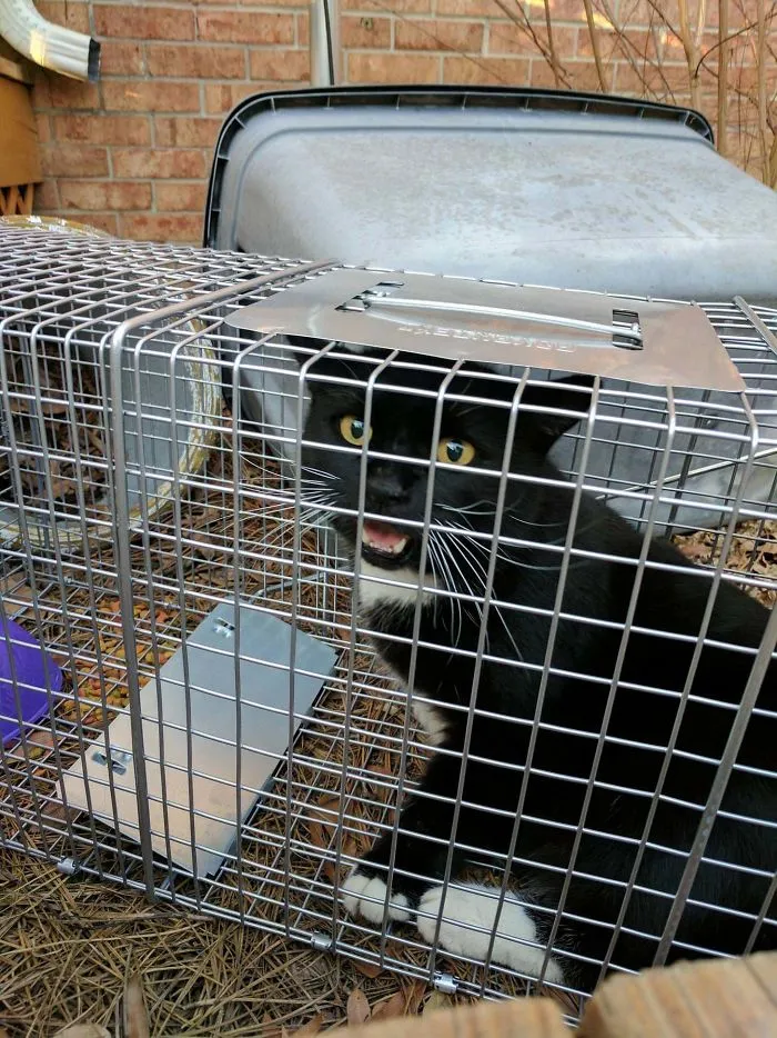 When You Set A Possum Trap And Your Cat Is An Idiot