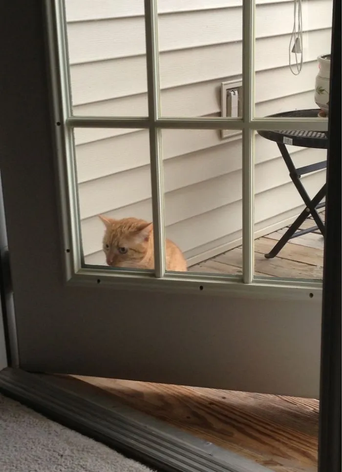 He Is Crying Because He Thinks He Is Locked Out. Dumb As A Brick But He Is Mine And I Love Him