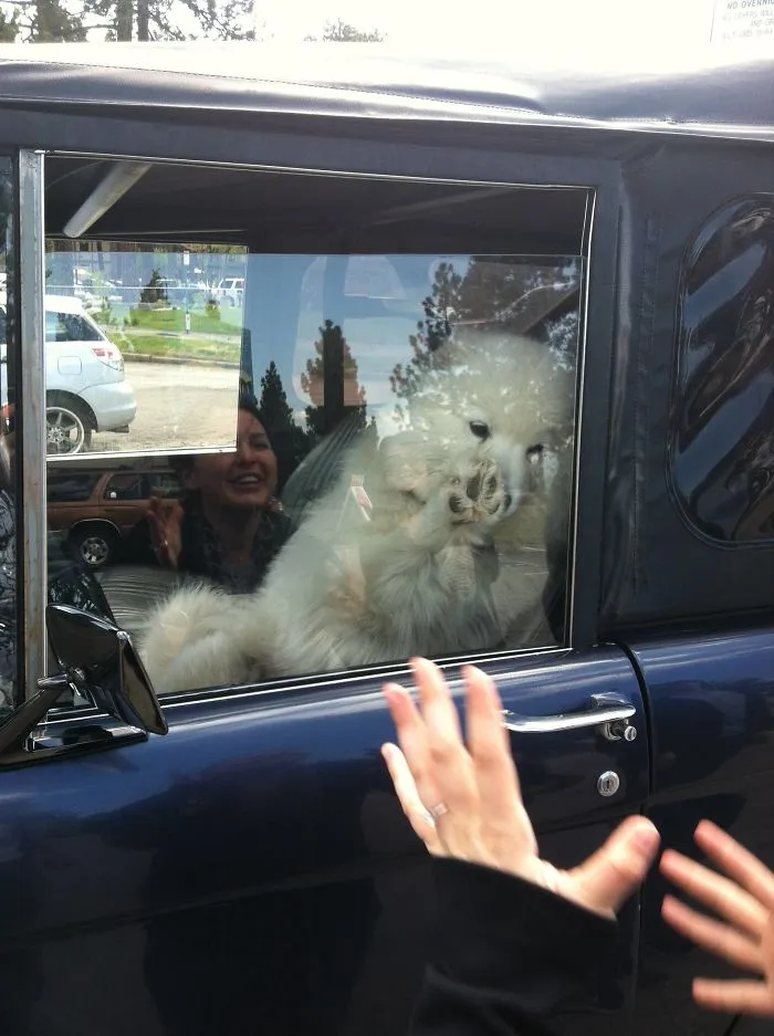 Just A Samoyed Saying Hello