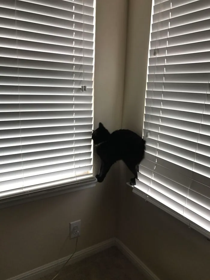 My Cat Is Not What You Would Call The Smartest Of Cats