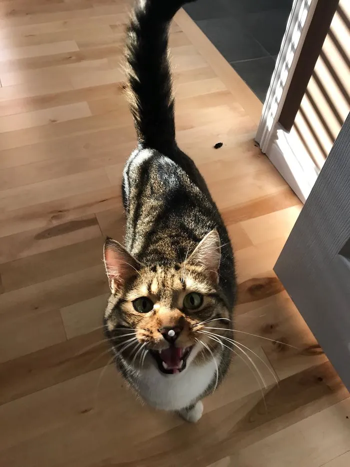My Cat Got A Styrofoam Ball Stuck To His Nose