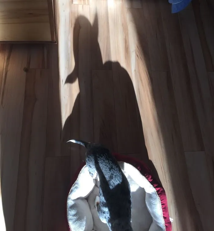 La sombra de mi perro parece Yoda