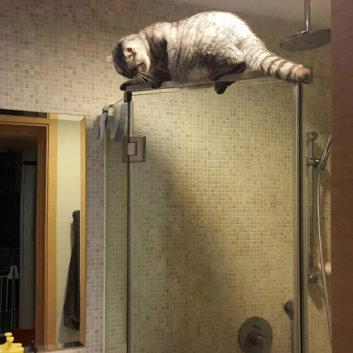 So I Came Home From Work To Hear Meowing From The Bathroom. This Is What I Found