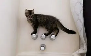 90 Idiot Cats That Will Make You Laugh Out Loud
