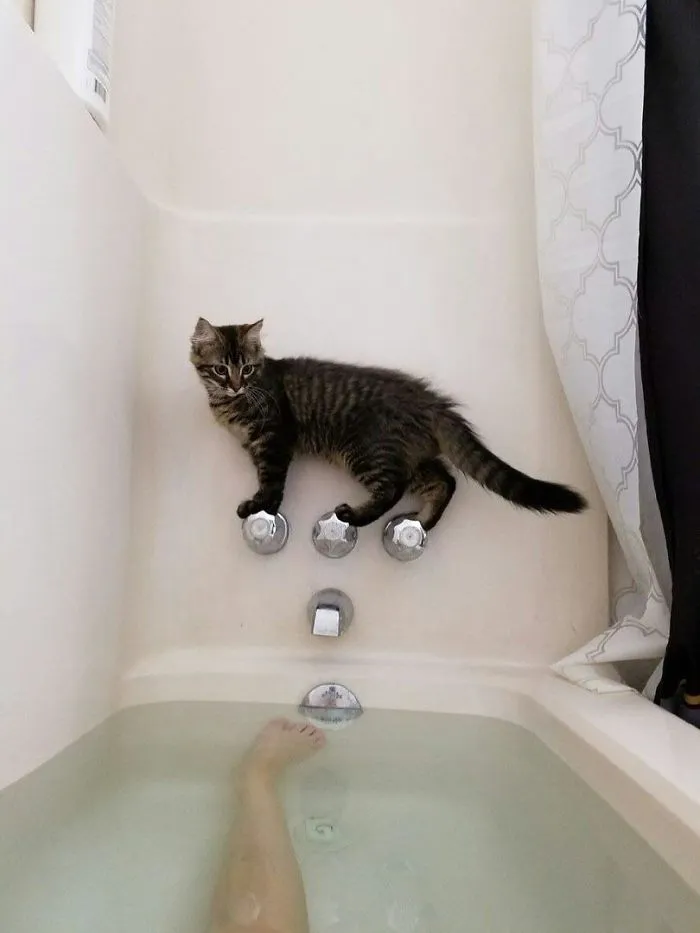 Curiosity And The Cat