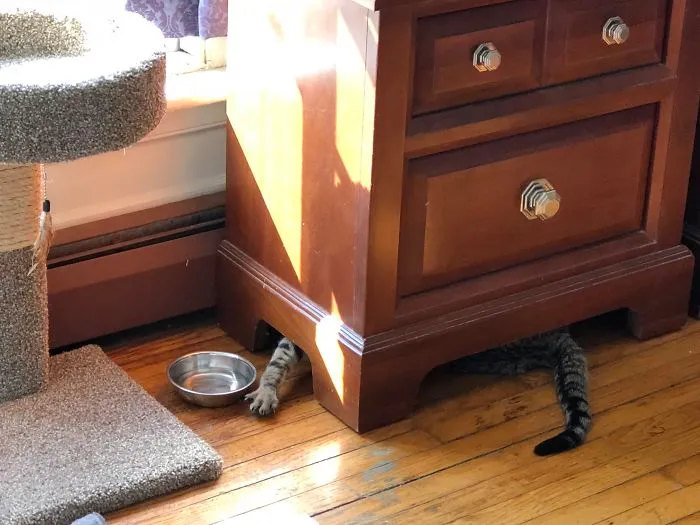My Cat Might Be Broken, He Drinks His Water By Laying Under The TV Stand And Dipping His Paw In The Bowl