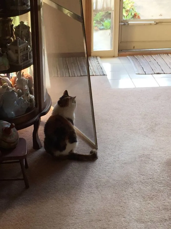Putting In Screen Doors For Warmer Weather, My Cat Thinks I Moved The Door
