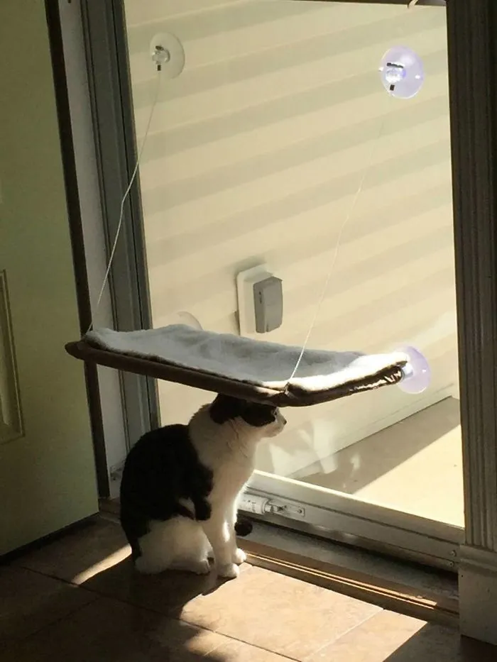 That's It. I'm Done. I Am Done Buying Things For My Cat