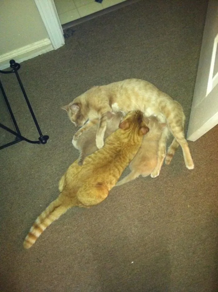 My Cousin's Cat Still Thinks It's A Kitten