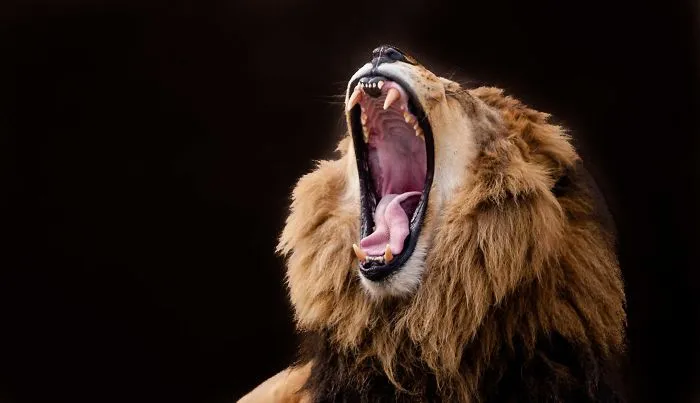 I've Been Photographing Animals For 12 Years