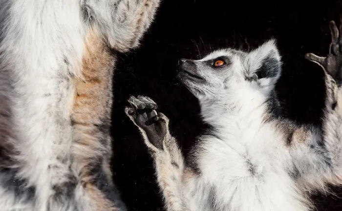 I've Been Photographing Animals For 12 Years