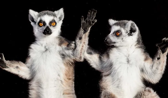I've Been Photographing Animals For 12 Years
