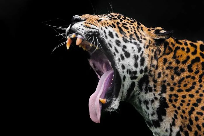 I've Been Photographing Animals For 12 Years