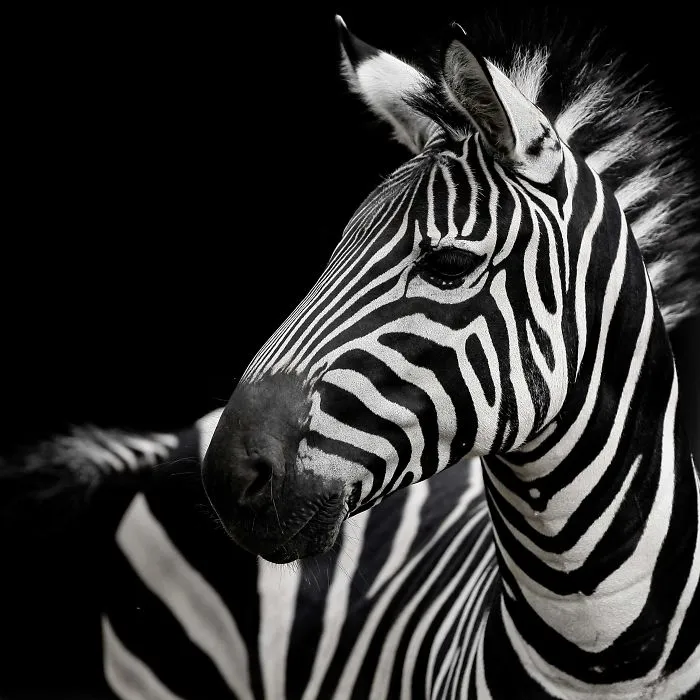 I've Been Photographing Animals For 12 Years