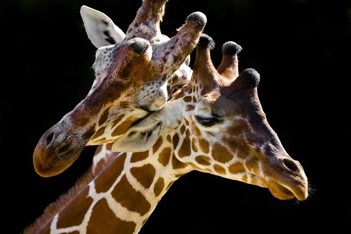 I've Been Photographing Animals For 12 Years