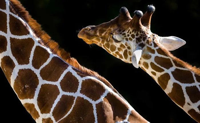 I've Been Photographing Animals For 12 Years