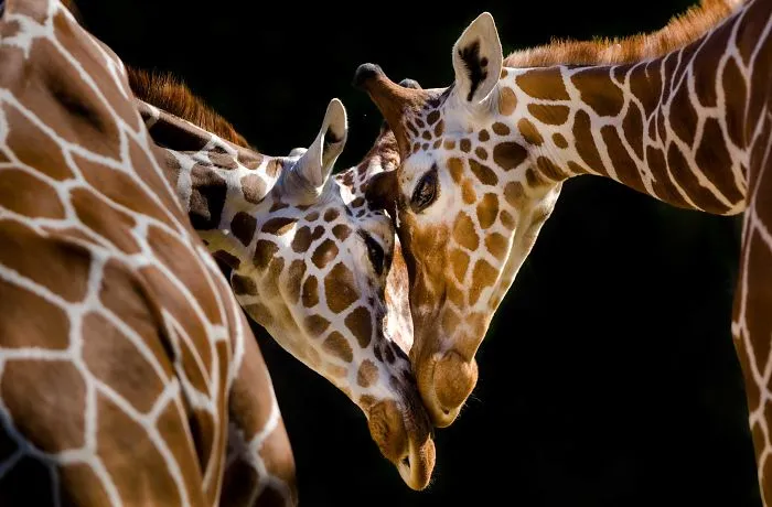 I've Been Photographing Animals For 12 Years