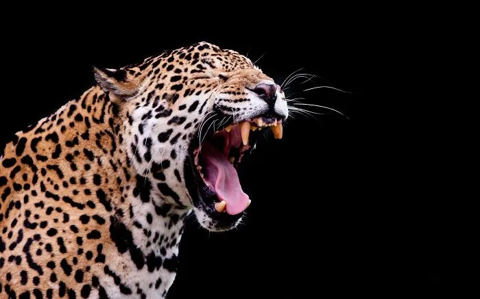 I've Been Photographing Animals For 12 Years