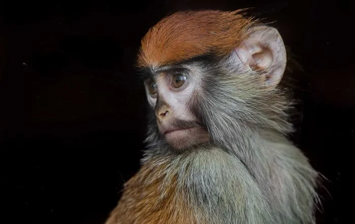I've Been Photographing Animals For 12 Years