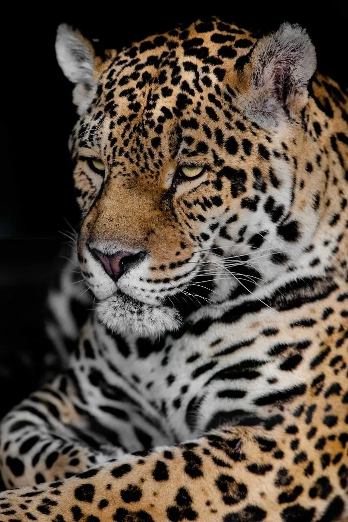 I've Been Photographing Animals For 12 Years