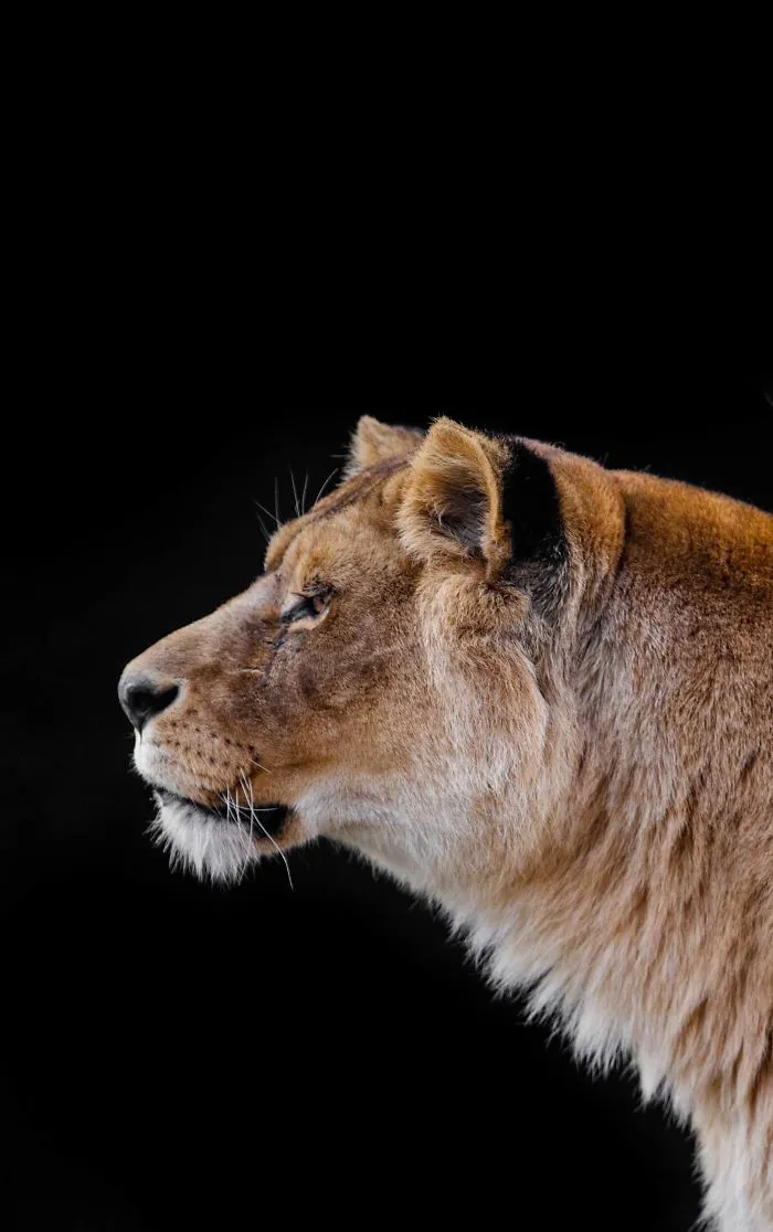 I've Been Photographing Animals For 12 Years