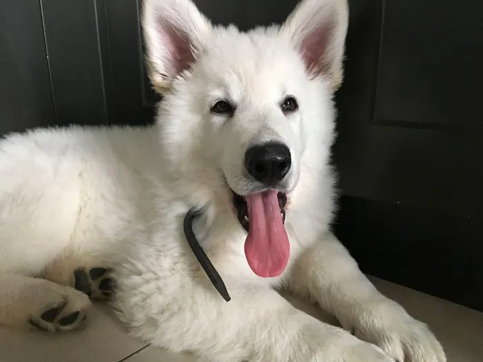 This Cutie