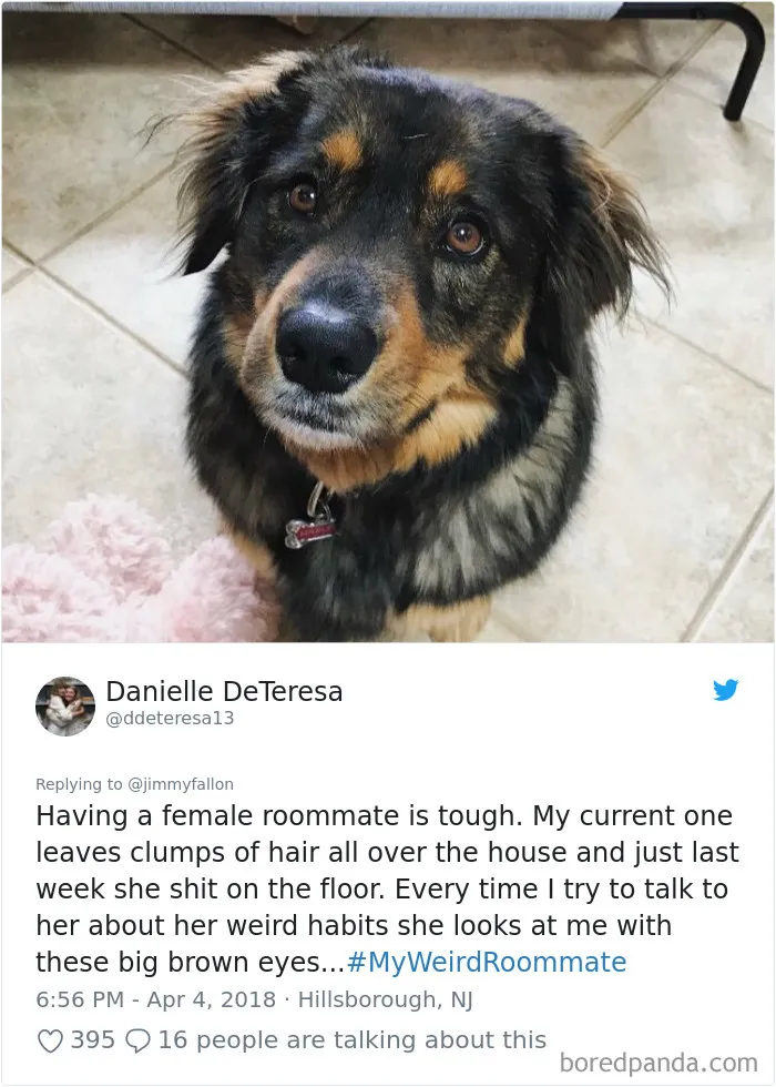 302 Weirdest Roommates That Are Impossible Not To Laugh At... Or Live With