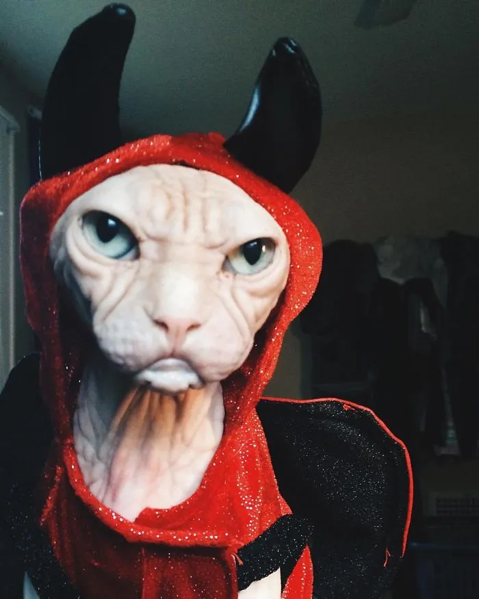 Move Aside Grumpy Cat, Loki Is The New Grumpiest Cat In The World