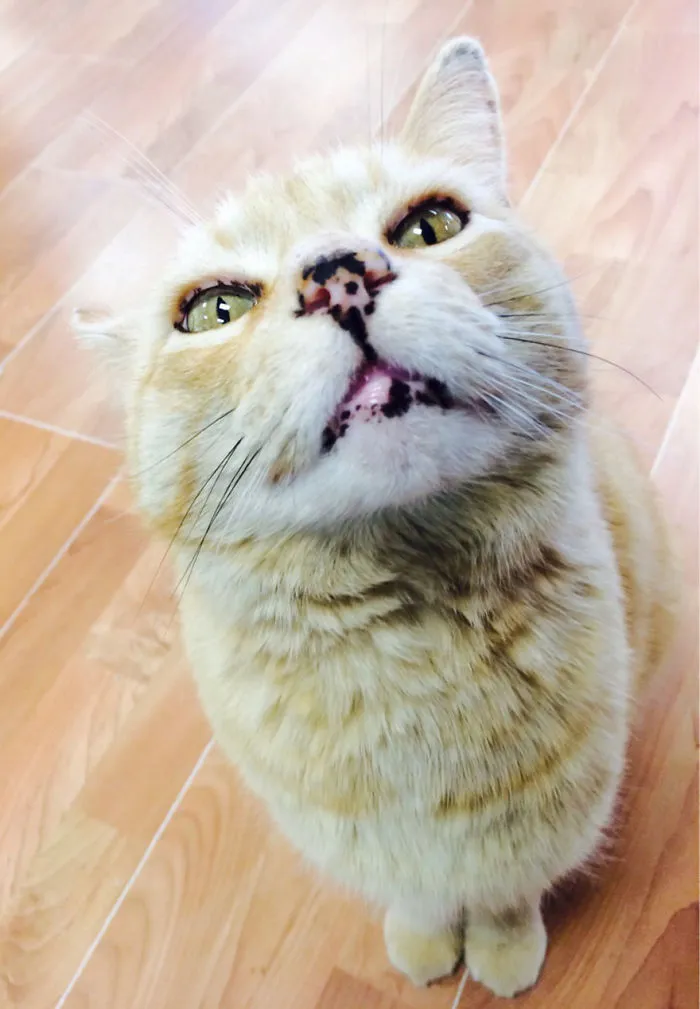 93 Close-Ups Of Cat Noses To Make Your Day