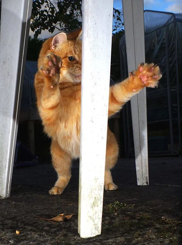 Pole Dancing