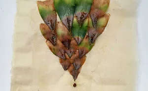 I Made These Assemblages Out Of A Pineapple
