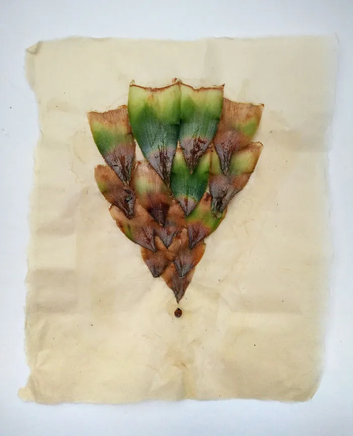 I Made These Assemblages Out Of A Pineapple