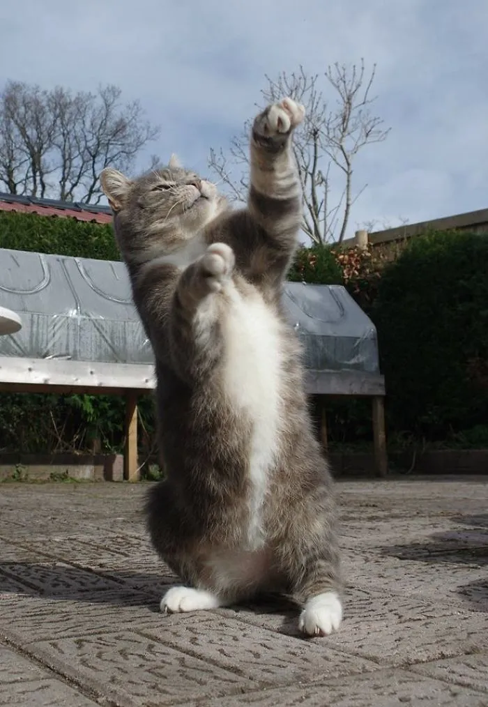 Hand Jive