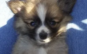 Hey, Pandas! Share The Cutest Pic Of Your Doggo When It Was Still A Pupper