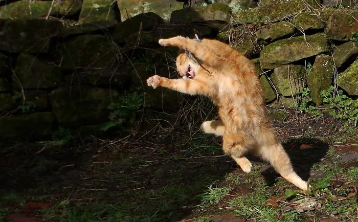 Flashdance