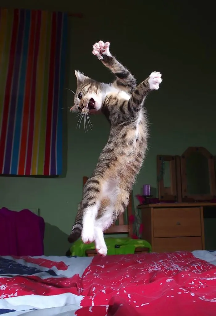 Flamenco