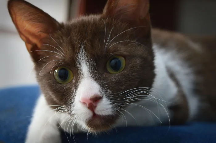 I Capture The Human Side Of Animals