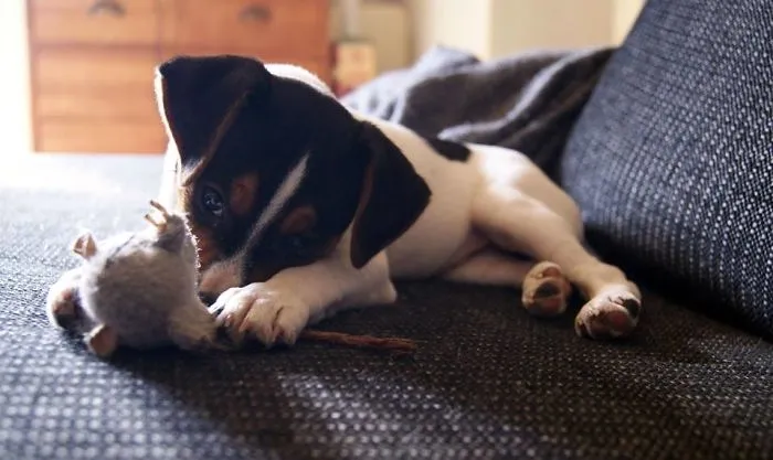 My Danish/swedish Farmdog Nemo, At 2 Months Old And Playing With His Mouse