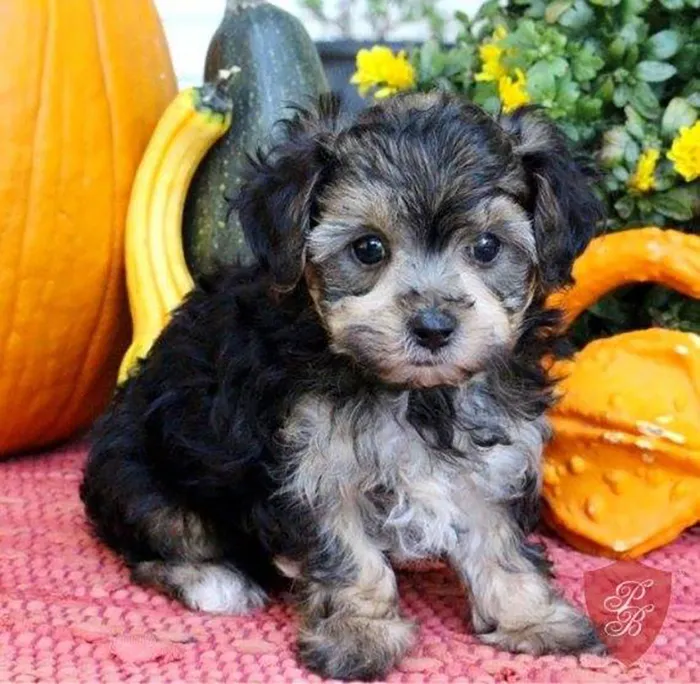 Meet Shecky Shmenkman, My Nutjob Yorkipoo.