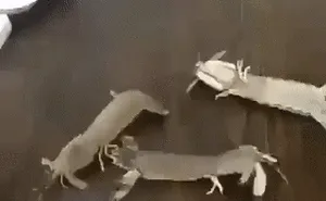 Wtf?