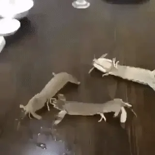 Wtf?