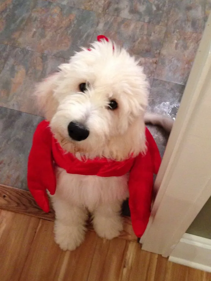 Lil' Lobster