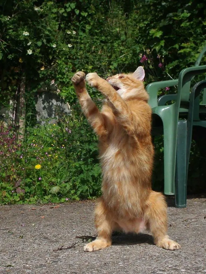 The Macarena