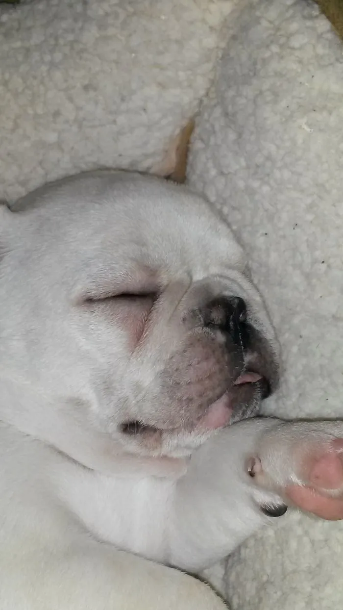 Bambino The Frenchy