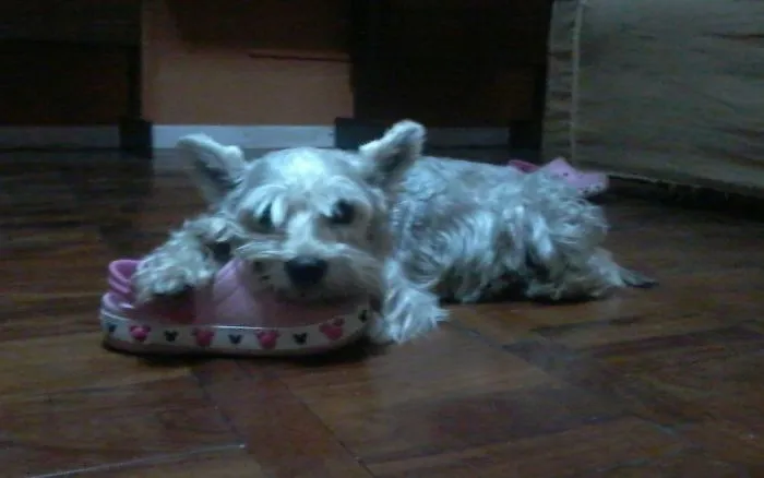 This Is My Pupper Toby Taking A Nap On My Daughter´s Croc...