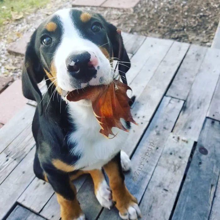 Zuri The Greater Swiss Mountain Dog